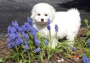 lovely bichon frise puppies for sale in a cute family
