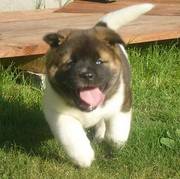 Highly Intelligent Akita Puppies For Xmas