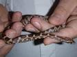 Young Corn Snakes (jul 2009 Hatch) £25
